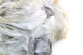 Unknown asbestos mineral Royalty Free Stock Photo
