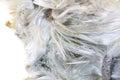 Unknown asbestos mineral Royalty Free Stock Photo