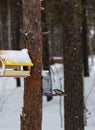 an unknown bird on a feeder in a park in Noyabrsk in winter Royalty Free Stock Photo