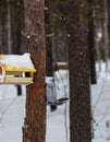 an unknown bird on a feeder in a park in Noyabrsk in winter Royalty Free Stock Photo