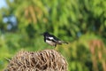 An unknown bird In India