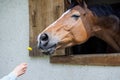 Child feeds dandelion to horse who stuck head out of window in stall in stable Royalty Free Stock Photo