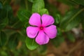 Catharanthus roseus, commonly known as the Madagascar periwinkle, rose periwinkle, or rosy periwinkle Royalty Free Stock Photo