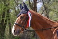 Horse jumping contest. Equestrian sports. Horsegirl sitting in saddle Royalty Free Stock Photo