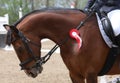 Horse jumping contest. Equestrian sports. Horsegirl sitting in saddle Royalty Free Stock Photo