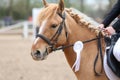 Horse jumping contest. Equestrian sports. Horsegirl sitting in saddle Royalty Free Stock Photo