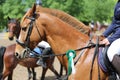 Horse jumping contest. Equestrian sports. Horsegirl sitting in saddle Royalty Free Stock Photo