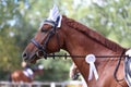 Horse jumping contest. Equestrian sports. Horsegirl sitting in saddle Royalty Free Stock Photo