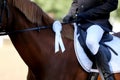 Horse jumping contest. Equestrian sports. Horsegirl sitting in saddle Royalty Free Stock Photo