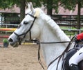 Show jumper horse under saddle in action