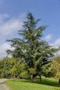 Unknown conifer tree in Pancharevo park