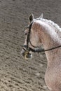 Unknown contestant rides at dressage horse event in riding ground. Head shot closeup of a dressage horse during competition event