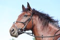 Head shot close up of a beautiful young sport horse during competition