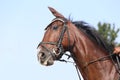 Head shot close up of a beautiful young sport horse during competition