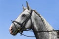 Head shot close up of a beautiful young sport horse during competition