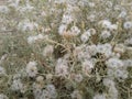 Desert shrub tumbleweed close up