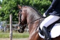 Beautiful dressage horse portrait closeup during competition on natural background summertime