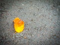 The unknown fallen yellow leaf on the walking street in the Jeju city, Jeju, South Korea Royalty Free Stock Photo