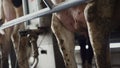 Cow automation milking process with modern device in manufacture close up