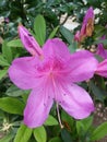 Deep purple red azalea flower blossoms with long stamen