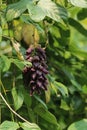 Unknown flower in Hong Kong