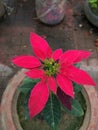 Unknown flower in tub