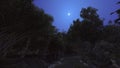 Forest in the night and the moon so bright