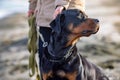 An unknown girl in a jacket stands on the beach near the sea and scratches a Rottweiler dog behind her ear Royalty Free Stock Photo