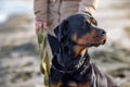 An unknown girl in a jacket stands on the beach near the sea and scratches a Rottweiler dog behind her ear Royalty Free Stock Photo