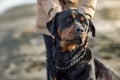 An unknown girl in a jacket stands on the beach near the sea and scratches a Rottweiler dog behind her ear Royalty Free Stock Photo