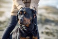 An unknown girl in a jacket stands on the beach near the sea and scratches a Rottweiler dog behind her ear Royalty Free Stock Photo
