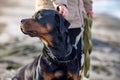 An unknown girl in a jacket stands on the beach near the sea and scratches a Rottweiler dog behind her ear Royalty Free Stock Photo