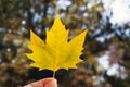 An unknown hand holds the yellowed plane tree leaf Royalty Free Stock Photo
