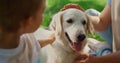 Unknown hands caress dog on picnic closeup. Happy labrador enjoy fondle in park. Royalty Free Stock Photo