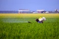 Unknown local farmer spraying pesticide at paddy field Royalty Free Stock Photo