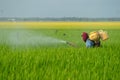 Unknown local farmer spraying pesticide at paddy field Royalty Free Stock Photo