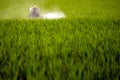 Unknown local farmer spraying pesticide at paddy field Royalty Free Stock Photo