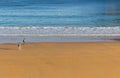 Unknown people walking with dog on the beach. Tourists in bay of Biscay in San Sebastian in autumn. Wide aerial beach in mornin. Royalty Free Stock Photo