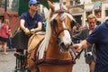 BRUSSELS, BELGIUM - SEPTEMBER 06, 2014: Unknown peoples leading horse by the bridle during parade of beer manufacturers.