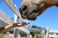 Girl hand feeding by melone and caressing muzzle of a horse