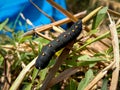 Unknown smooth black hairless caterpillar with orange and yellow dots Royalty Free Stock Photo