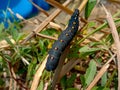 Unknown smooth black hairless caterpillar with orange and yellow dots Royalty Free Stock Photo