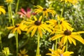 An unknown species of Rudbeckia growing in a garden