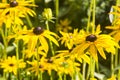 An unknown species of Rudbeckia growing in a garden