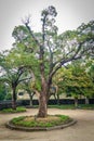 Unknown tree in Jeju Mokgwana, the oldest remaining building in