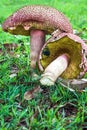 Unknown tube mushroom in Australia Royalty Free Stock Photo