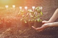 Unknown woman is holding green basil plant sprouting from soil. Ready for planting. Organic eco seedling. Sunlight Royalty Free Stock Photo