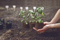 Unknown woman is holding green basil plant sprouting from soil. Ready for planting. Organic eco seedling. Sunlight Royalty Free Stock Photo