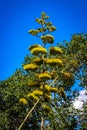 Unkn own Yellow Plant Royalty Free Stock Photo