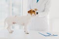 Unkown vet in white gown and gloves examines jack russell terrier dog at workplace, writes down prescription in clipboard, works